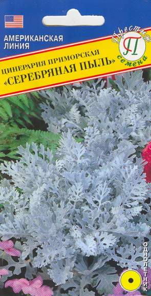 Цинерария Серебряная пыль (престиж) 100 шт