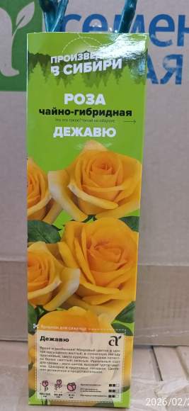 Роза Алтай чайно-гибридная Дежавю 1 шт – купить в г. Москва Роза Алтай чайно-гибридная Дежавю 1 шт – купить в г. Москва