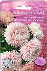 Хризантелла Розовый перламутр (биотехника) 30шт Хризантелла Розовый перламутр (биотехника) 30шт