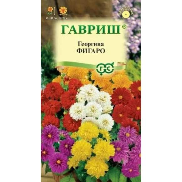 Георгина Фигаро (гавриш) 7 шт  – купить в г. Москва