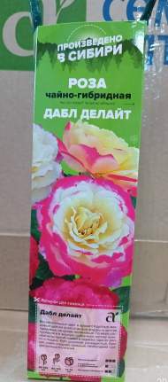 Роза Алтай чайно-гибридная Дабл Делайт 1 шт 