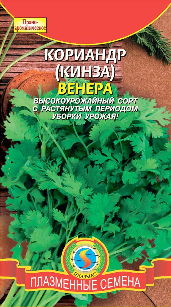 Как называются семена кинзы. Кориандр Андреевский сорт. Семена кинзы это кориандр.