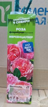 Роза Алтай флорибунда Мерхенцаубер 1 шт 