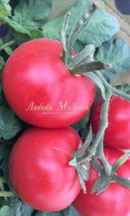 Томат Монгольский карлик (мязина) 0,03гр