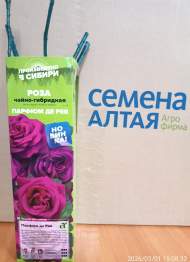 Роза Алтай чайно-гибридная Парфюм де Рев 1 шт Роза Алтай чайно-гибридная Парфюм де Рев 1 шт