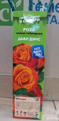 Роза Алтай чайно-гибридная Дабл Дэнс 1 шт 