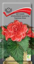Бегония клубневая Шанель кораллово-белая (поиск) 5шт