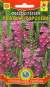 Физостегия Розовая королева (плазмас) 10 шт  – купить в г. Москва