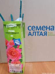 Роза Алтай чайно-гибридная 3Д 1 шт 