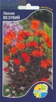 Лихнис Везувий (акварель) 0,1гр Лихнис Везувий (акварель) 0,1гр