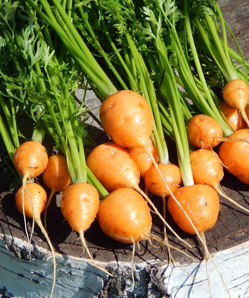Семена Моркови Полярная Клюква Красноярск Купить