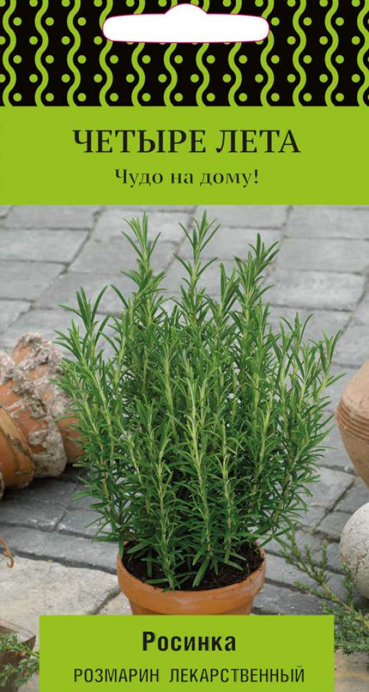 Семена Розмарина Фото