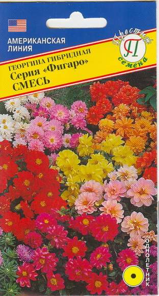 Георгина Фигаро смесь (престиж) 7 шт  – купить в г. Москва