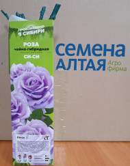 Роза Алтай чайно-гибридная Си-Си 1 шт 