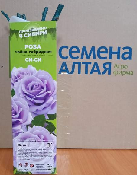 Роза Алтай чайно-гибридная Си-Си 1 шт   – купить в г. Москва