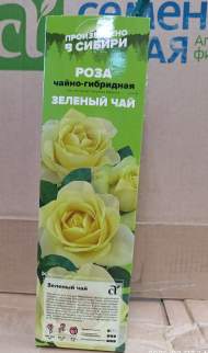 Роза Алтай чайно-гибридная Зеленый Чай 1шт 