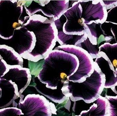 Анютины глазки Черника со сливками (поиск) 0,1гр   – купить в г. Москва Анютины глазки Черника со сливками (поиск) 0,1гр   – купить в г. Москва