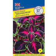 Колеус Мермеризе Шоколадная роза (престиж) 5 шт