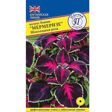 Колеус Мермеризе Шоколадная роза (престиж) 5 шт – купить в г. Москва Колеус Мермеризе Шоколадная роза (престиж) 5 шт – купить в г. Москва