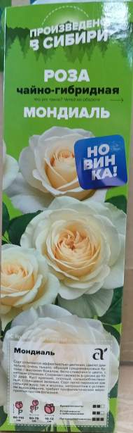 Роза Алтай чайно-гибридная Мондиаль 1 шт 