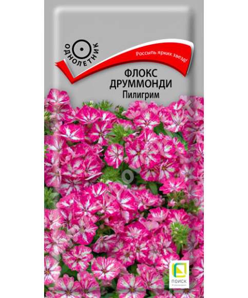 Флокс друммонда Пилигрим (поиск) 0,1 гр – купить в г. Москва Флокс друммонда Пилигрим (поиск) 0,1 гр – купить в г. Москва