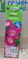Роза Алтай шраб (кустовая) Гритингс 1 шт 