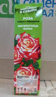Роза Алтай чайно-гибридная Императрица Фарах 1шт 