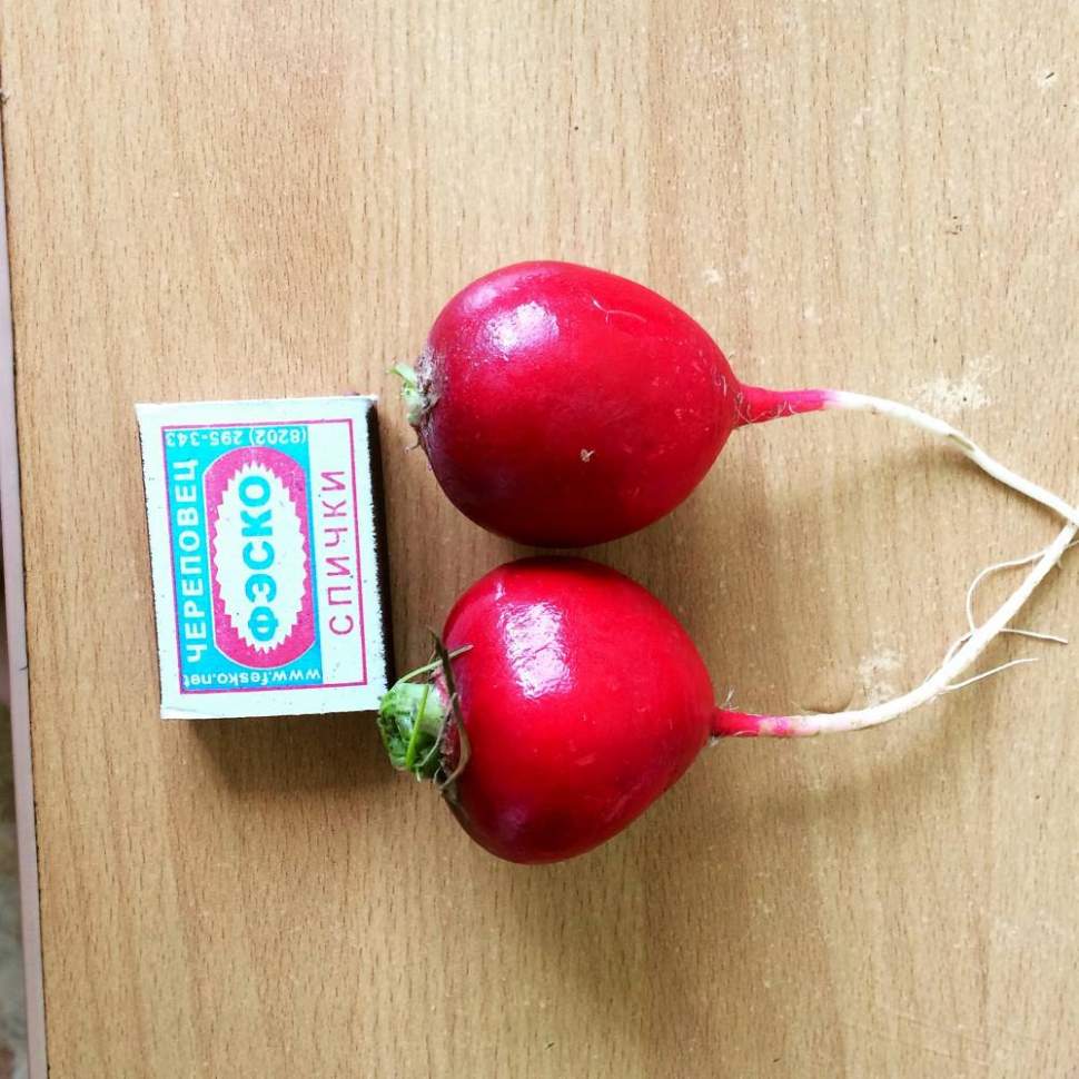 Редис дуро краснодарское семена. Сорт редиски краснодарское дуро. Редис дуро краснодарское 3гр ф. Редис сорт дуро. Редис дуро краснодарское.