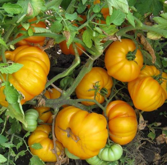 Томат Бизон желтый (поиск) 10шт  – купить в г. Москва