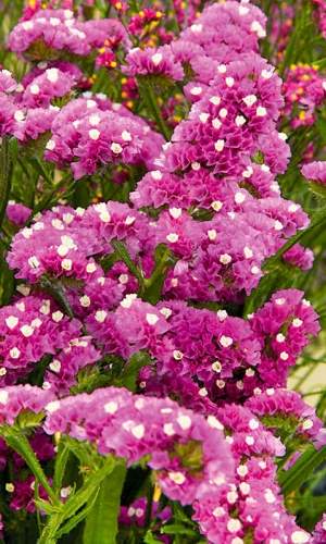 Статица Суприм карминная (поиск) 0,15 гр  – купить в г. Москва