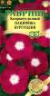 Катарантус Пацифика бургунди (гавриш) 5шт  – купить в г. Москва