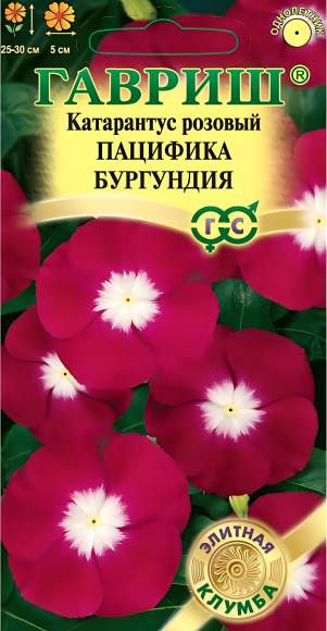 Катарантус Пацифика бургунди (гавриш) 5шт  – купить в г. Москва