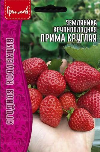 Земляника крупноплодная Прима Круглая (Григорьев) 20 шт – купить в г. Москва Земляника крупноплодная Прима Круглая (Григорьев) 20 шт – купить в г. Москва